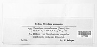 Fusarium sarcochroum image